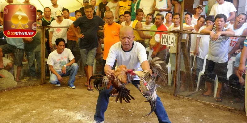 Cá cược trực tiếp đá gà Philippines có tính cộng đồng cao