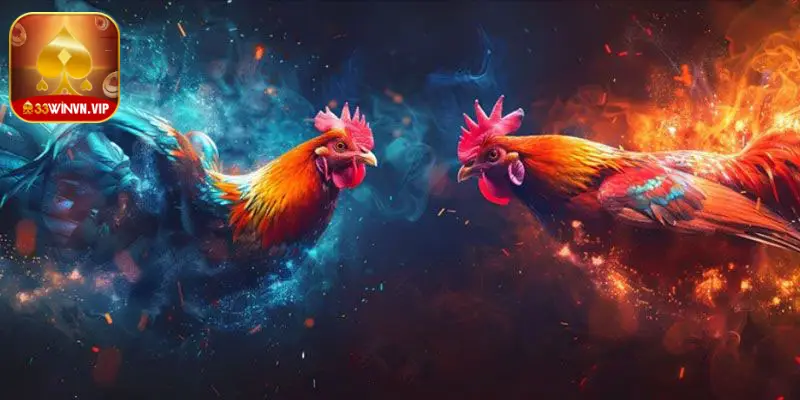 Cần chọn sảnh đá gà đáng tin cậy