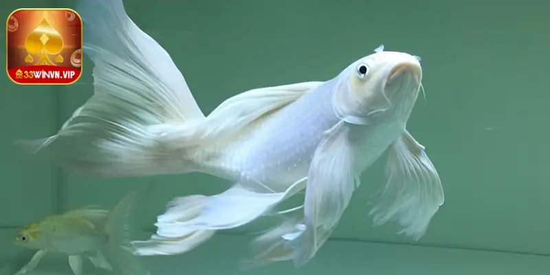 Giải mã ý nghĩa giấc mơ thấy cá