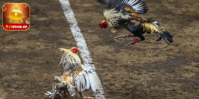 Lưu ý khi tham gia cá cược trực tiếp đá gà Philippines