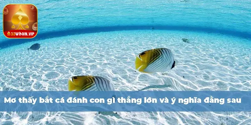 mơ thấy bắt cá đánh con gì