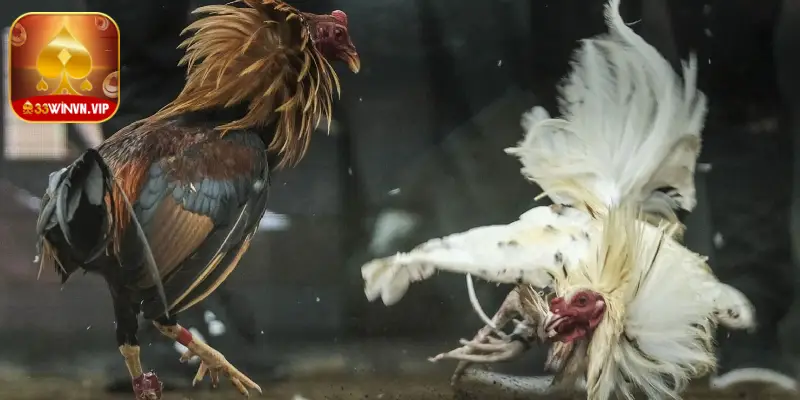 Một số mẹo phong thủy giúp tăng vận may khi đi đá gà