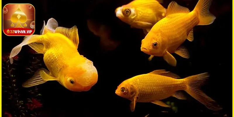 Nằm mơ thấy bắt cá đánh con gì?