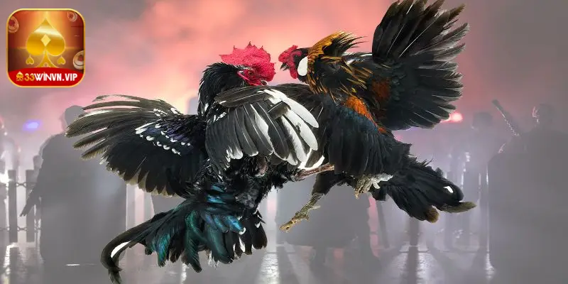 Nguyên tắc chung khi xem ngày tốt để đá gà