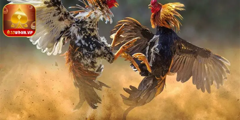 Những hình thức cá cược Đá gà 33Win