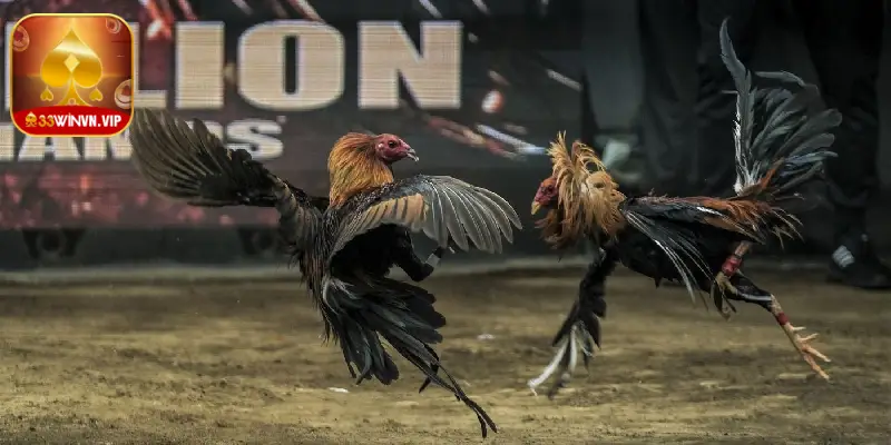 Tại sao trực tiếp đá gà Philippines có sức hút lớn?