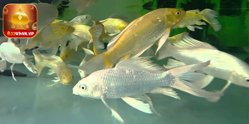 Trong mơ nhìn thấy cá chép màu bạc đánh 18