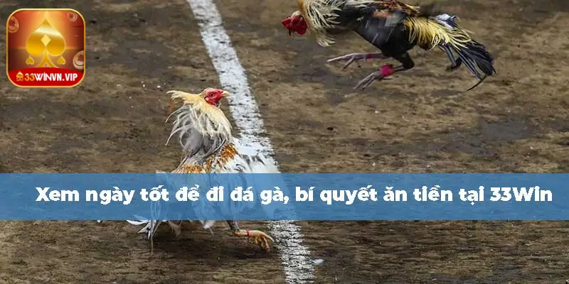 Cách xem ngày tốt để đi đá gà